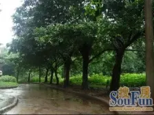 老城区 龙凤二村二房