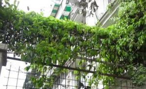 东珠市街28号3室2厅东南