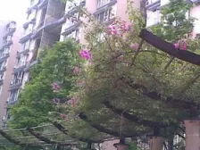 南坪 洋世达花园三区商住楼四房