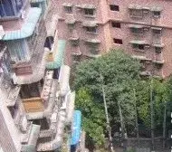 马道子 1室1厅 南