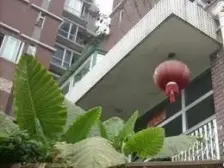 大坪 民新花园二房65万