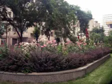 二热 德祥楼 园林小区绿化好