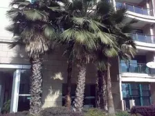 东方曼哈顿新出高层2房,看景观的