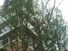 弹子石CBD龙湖品质小区,物业好环境好,看江视野好