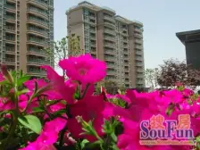 可看迪士尼烟花位置,2010电梯商品房,绿洲一样的环境