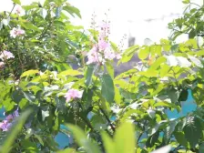 东莞东 蔚蓝城邦 精装2房2厅 中间楼层 朝南采光好