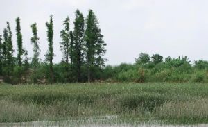 原野庄园3室1厅东南