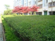 润州花园,朝向好 楼层好, 采光不错, 地段繁华 万达旁