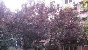 龙华花园3室1厅南