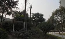 红光苑(郫都) 3室2厅 东南