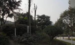 红光苑(郫都)3室2厅东南