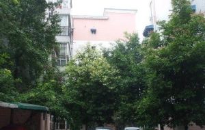 西双苑 3室2厅 南