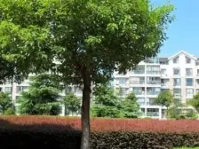 轻轨旁,天和人家复式洋房,送大露台,带汽车库自行车库