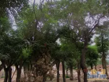 上西园精装修三室两厅可随时看房