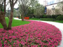 金科公园王府 2室1厅 南