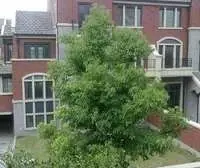 双拼西边套 北进门南花园 精装 花园300平