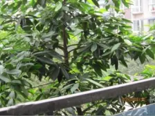 西区 新都花园一房30万