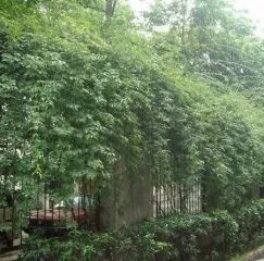 金叶苑 3室1厅 南 西南