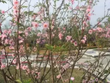 启迪协信城立方 1室1厅 南