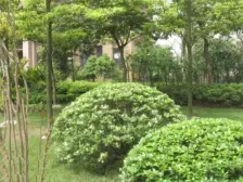 鸳鸯 复地城就三房148万