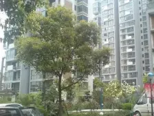 董家渡·绿地名人坊·3室·2厅