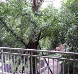 顺心苑3室2厅西南