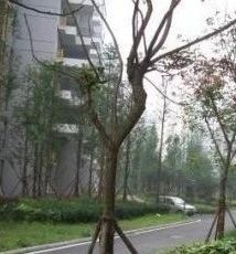 金桥小区(金平巷) 3室2厅 南