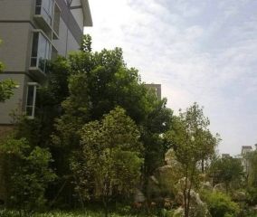 向阳名居3室1厅南