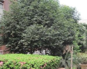 督院府邸3室2厅西南