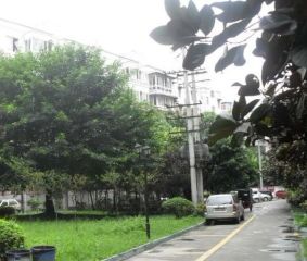 金鹏街175号院3室2厅东南