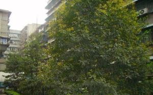 武侯祠大街252号 2室1厅 西南