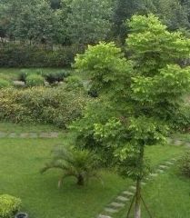 紫云居2室2厅西南