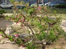 和谐苑 正规清水一房 无改动,中高层钥匙房