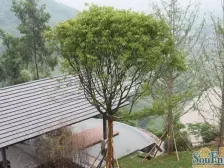 次新小区,龙湖物业,小区环境好,出行方便