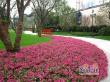 金科公园王府 2室1厅 南