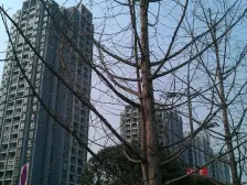 住家装修,万达旁边,轻轨三房,带入户花园,一线看江