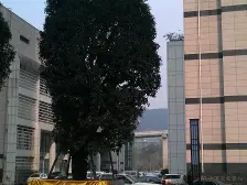 龙洲湾商圈轻轨旁朝中庭精装三房,装修新,视野好