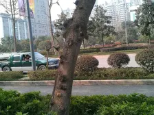 典雅装修正两房,学堂湾轻轨站旁!随时看房