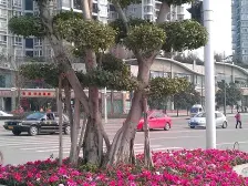 3号线轻轨学堂湾站一线江景房,小区自带公园轻轨200米