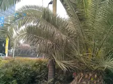 袁家岗轻轨旁 精装一室 装修好惨了