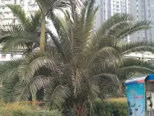 中新城上城 1室1厅 东南