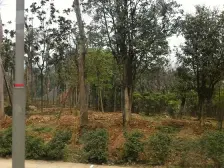 两梯两户,板式结构,低密小区;一线看江大平层