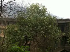 杨公桥 政法三村 川外旁 正规三房 步梯三楼 树景房