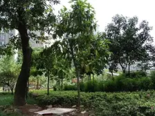 南坪五公里轻轨站旁+精装三房+朝南朝小区