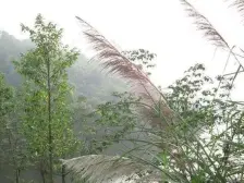 鸟语花香的小区,东原物业,精装顶跃带50平大露台