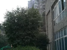 鱼洞 南城国际三房58万