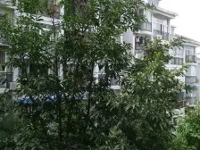 回兴 奔力乡间城三房70万