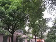 电梯房,大两房,环境优美,精装修,精装好房