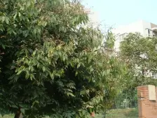 弹子石老街旁,星泽汇, 轻轨环,配套挺好户型方正