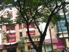 凤天路 树人小学集资房三房